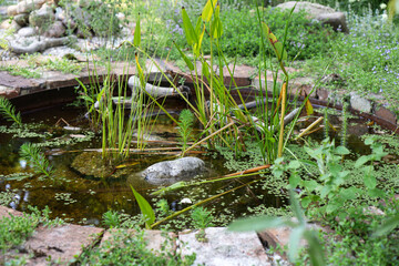 Mini pond with rushes (Juncus), common reed (Phragmites australis), and water plantain (Alisma plantago-aquatica) in a natural garden. A low-maintenance water feature surrounded by herbs and gravel in