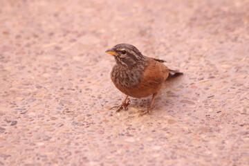House Bunting Bird Close Up