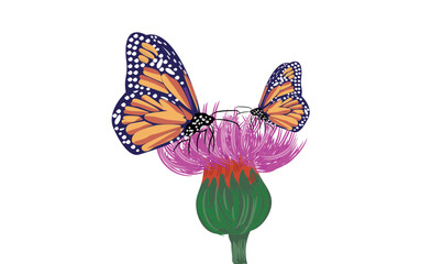 butterfly on white background, butterfly, teetliyaan, titli