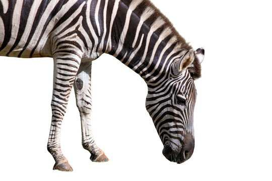 Zebra isolated on white background,