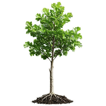oak tree sapling isolated on transparent background