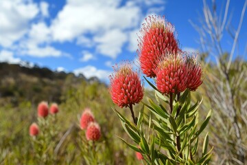 Vibrant Australian native plants bloom under a clear blue sky in the Australian wilderness, Endemic plants of Australia Australian native nature ecosystem