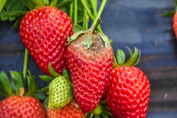 Strawberry fruit with white spot fungus. Gardening, horticulture and organic agriculture concept,...