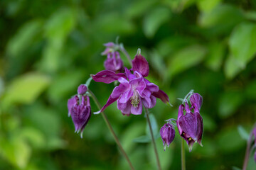 Purple columbine flowers blooming in spring
