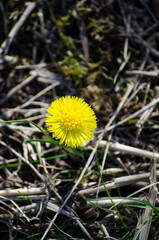 Mother-and-stepmother