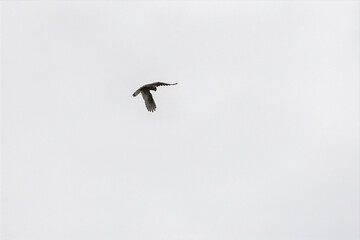 Common kestrel hovering in the sky