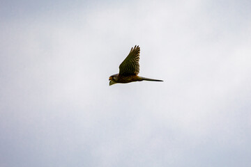Common kestrel flying with prey in beak