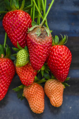 Strawberry fruit with white spot fungus. Gardening, horticulture and organic agriculture concept, Rotten strawberries, mould strawberry, rotten fruit background, moldy strawberries in garden, close-up
