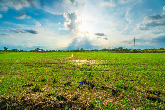 Fototapeta Scenic view landscape of Rice field green grass with field cornfield or in Asia country agriculture harvest with fluffy clouds blue sky sunset evening background.