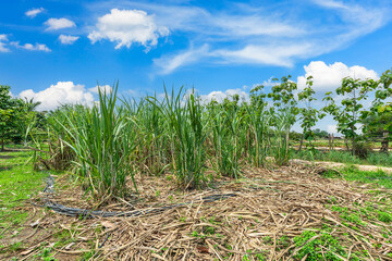 Sugarcane field farm within nature a tropical the garden integrated agriculture in countryside for food industry or renewable bioenergy power with daylight blue sky white clouds in Thailand.