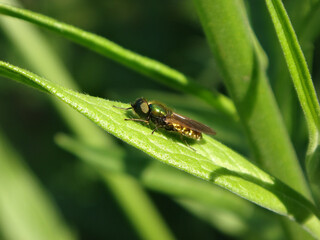 Broad centurion soldier fly (Chloromyia formosa), male sitting on green grass