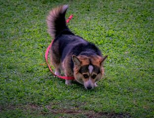A black corgi dog in Queen Sirikit Dog Park Bangkok Thailand.