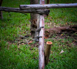 A squirrel in Queen Sirikit Park Bangkok Thailand.