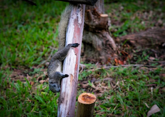 A squirrel in Queen Sirikit Park Bangkok Thailand.