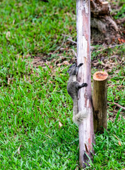 A squirrel in Queen Sirikit Park Bangkok Thailand.