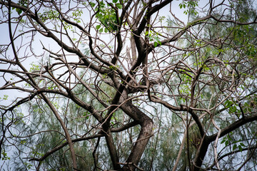 A squirrel in Queen Sirikit Park Bangkok Thailand.