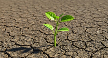 Small plant growing in cracked dry soil
