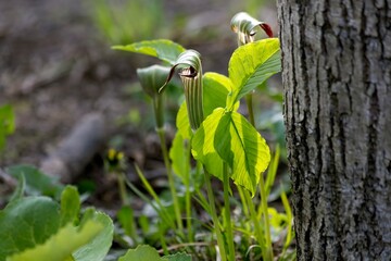  Jack-in-the-pulpit Arisaema triphyllum wild flower forest floor