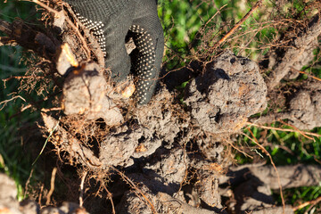 A gardener removed a diseased tree from an orchard. Bacterial root galls of a fruit tree.