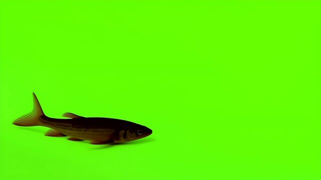 Freshwater Fish on Green Screen