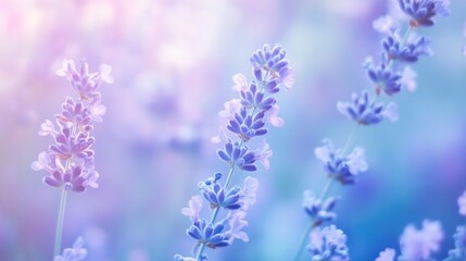 Naklejka premium Soft lavender blossoms in pastel colors dreamy floral background
