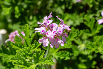 Pelargonium is a plant from the genus Pelargonium, a member of the carp family. Turkish name; Itir