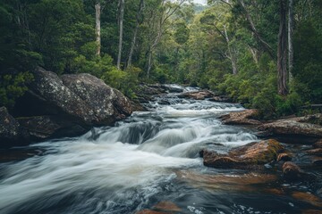 Obraz premium Enjoy the serene flow of fresh water in Tasmania's lush forest during a peaceful day, Fresh water river flow in Tasmania forest Australia travel Horseshoe falls