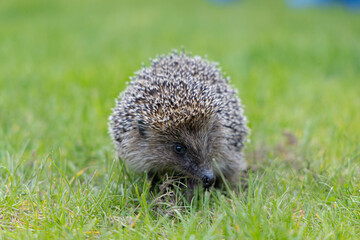 cute hedgehog in green grass