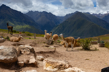 A herd of llamas rests next to road to the Salineras de Maras, Maras, Cusco Region, Peru