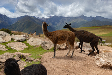 A herd of llamas rests next to road to the Salineras de Maras, Maras, Cusco Region, Peru
