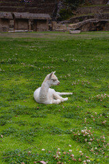 Lamb llama in Ollantaytambo, Peru