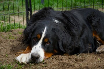 Cute dog resting outdoors in natural light.