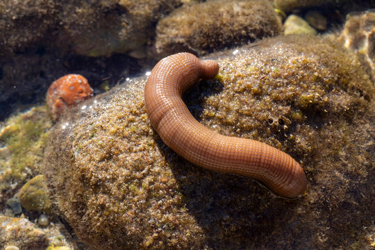 Sea ring (Echiura) or a type of sea ring worm (sipunculid or echiuran)