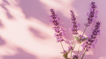 Obraz premium Purple lavender flowers on pink background sunlight shadows soft floral image
