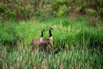 canada goose on the grass