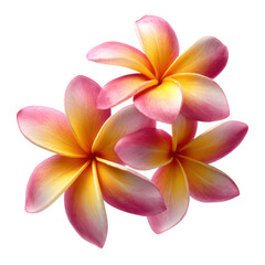 Fototapeta premium Three frangipani flowers isolated on transparent background