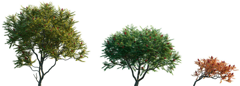 Set of summer and autumn Rhus typhina (the staghorn sumac) frontal isolated png on a transparent background perfectly cutout	