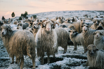 A flock of woolly sheep stands in a snowy landscape at sunset.  The scene is peaceful and evokes...