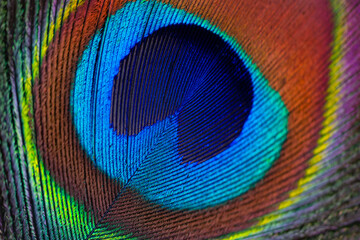 Peacock feather close up. Macro of beautiful peacock feather