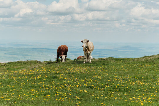 Two cows graze peacefully on a picturesque mountaintop meadow, overlooking a vast valley. A stunning landscape photo perfect for nature, travel, and agricultural themes. - Powered by Adobe