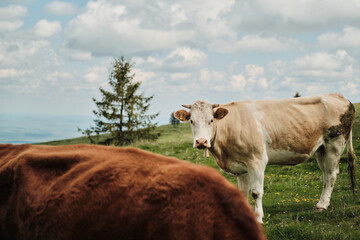 Two cows graze peacefully in a picturesque mountain pasture under a cloudy sky.  One cow is light tan and white, the other a rich brown. The scene evokes tranquility and rural charm.