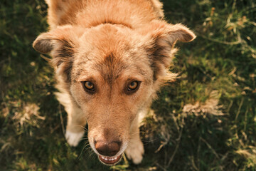 Adorable golden dog looking up,  bright eyes and fluffy fur. Perfect for pet, animal lover, and nature themes. High-resolution image.