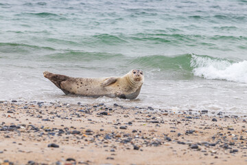 Phoca vitulina - Harbor Seal - on the beach and in the sea on the island of Dune in Germany. Wild foto