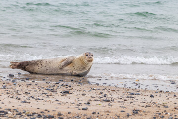 Naklejka premium Phoca vitulina - Harbor Seal - on the beach and in the sea on the island of Dune in Germany. Wild foto