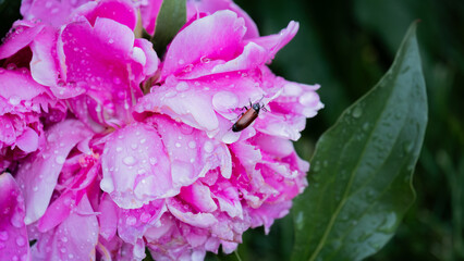 pink peonies flowers in the garden