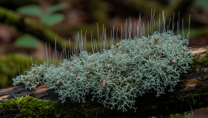 Intricate Calicioid Lichen with Matchstick Fruiting Bodies on Damp Wood