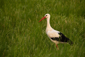 Stork walking through green grass in a natural habitat during daylight hours