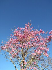 Árbol Jacarandá Rosa Cielo azul