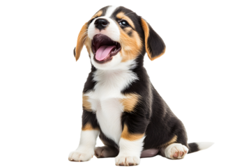 A joyful and amusing Beagle dog is enjoying itself in a solitary setting without any distractions, white or transparent background