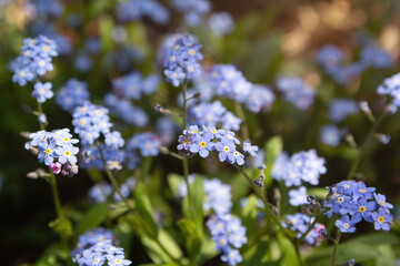 Obraz premium Pale blue myosotis sylvatica in bloom